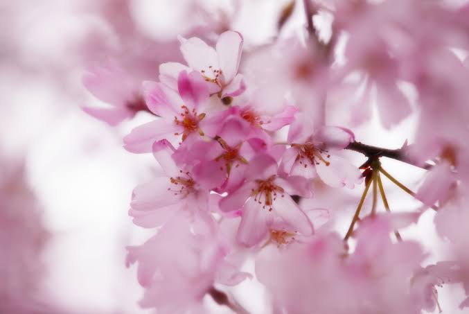 桜と共に笑顔満開😊