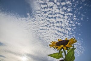 なんとなく秋🎃