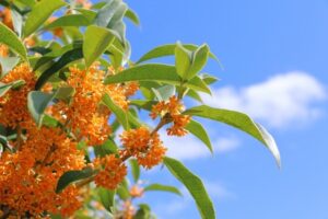 免疫力アップ！