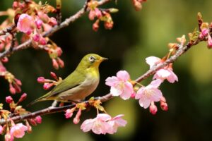 眠りが浅い春に。心ほどける“3月の香り”