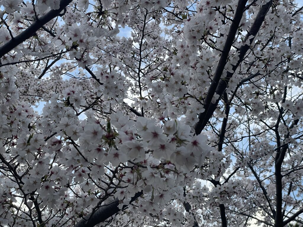 新生活🌸いかがお過ごしですか？
